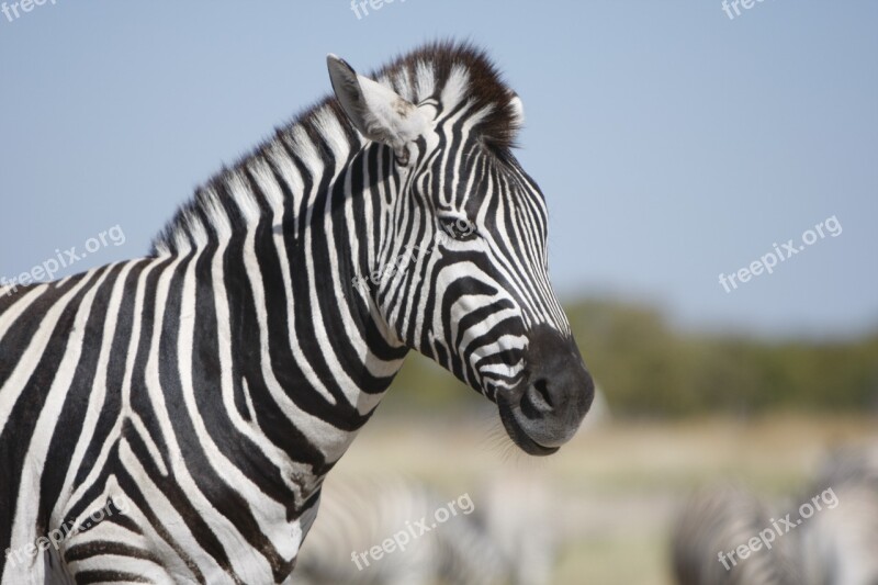 Namibia Etosha National Park Zebra Nature Wild