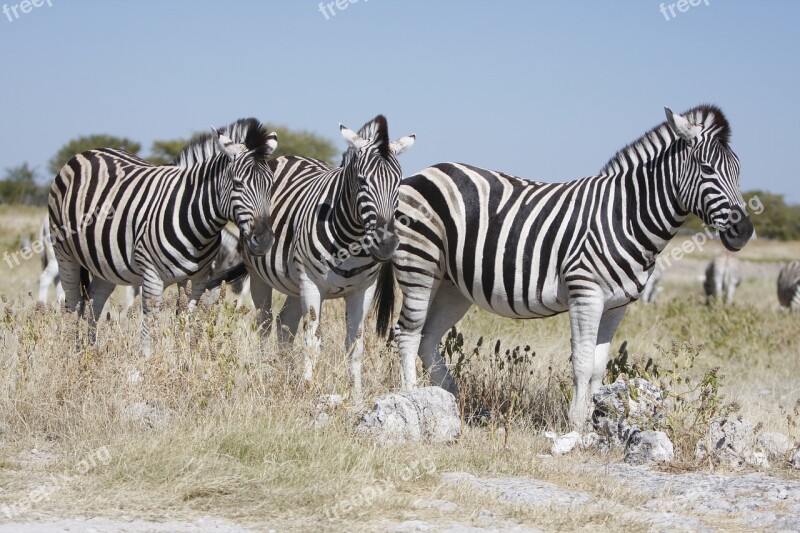 Namibia Etosha National Park Zebra Nature Wild