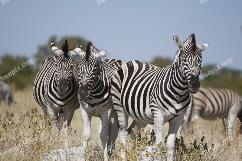 Namibia Etosha National Park Zebra Nature Wild