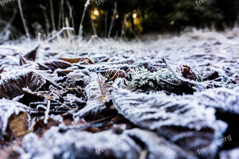 Forest Leaves Withered Autumn Leaf