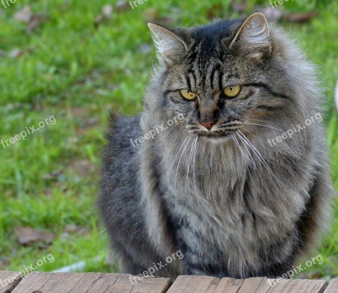 Cat Pet Domestic Feline Staring