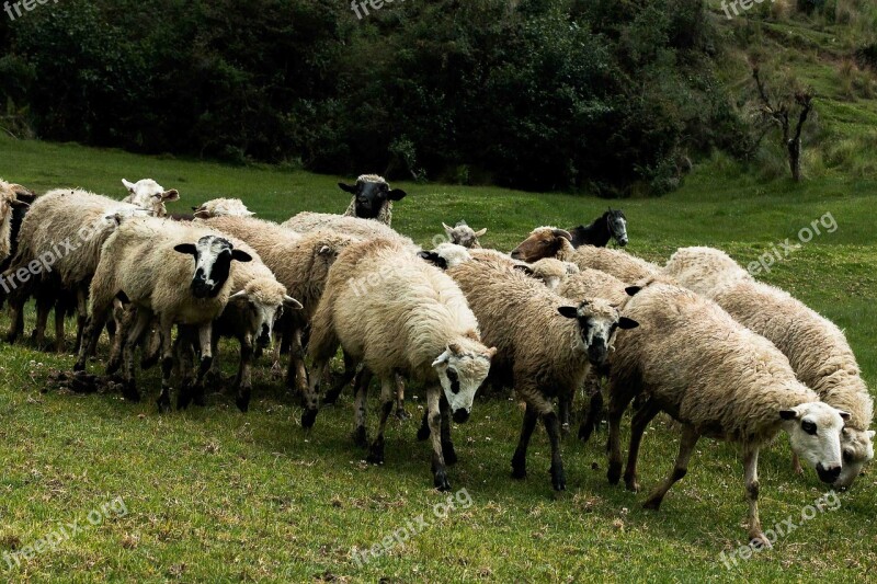 Sheep Flock Livestock Animal Lamb