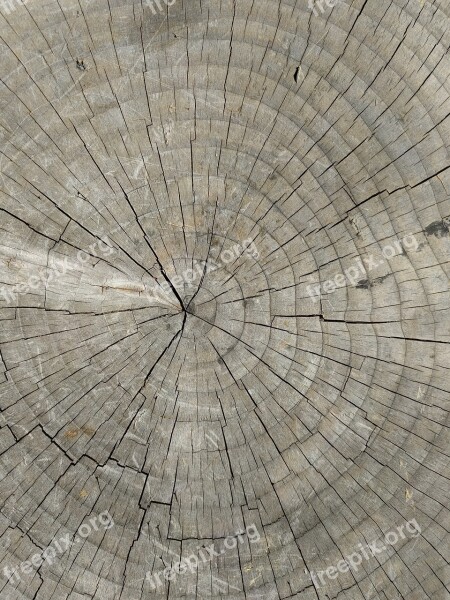 Tree Rings Wood Stump Free Photos