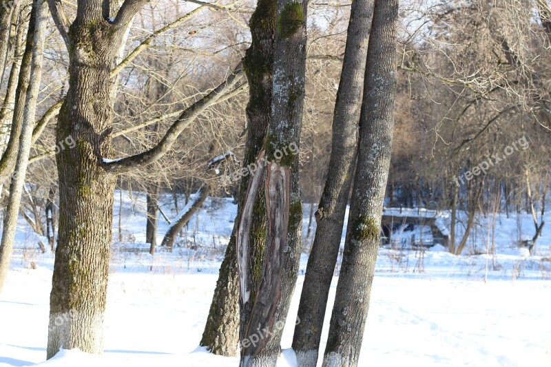 Trees Forest Maple Trunk Sky