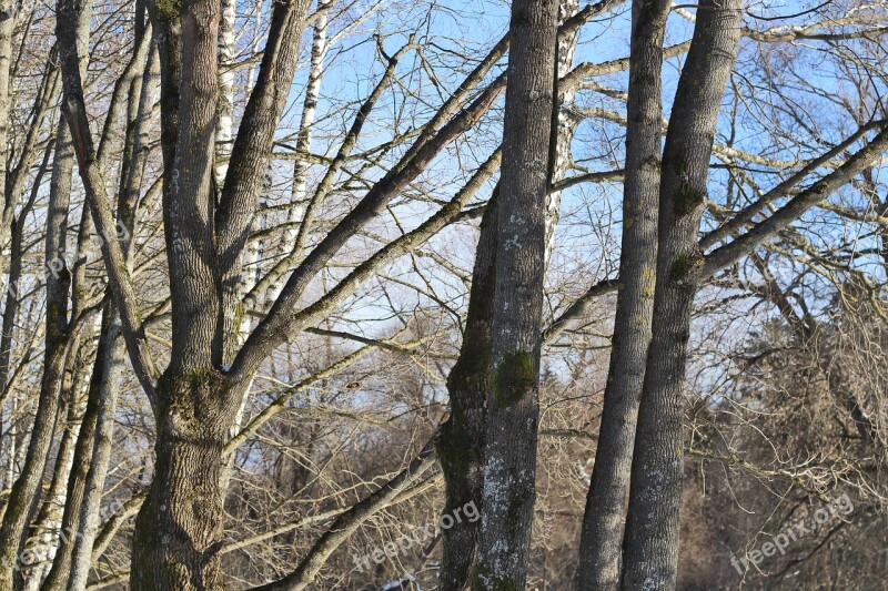 Trees Forest Maple Trunk Sky