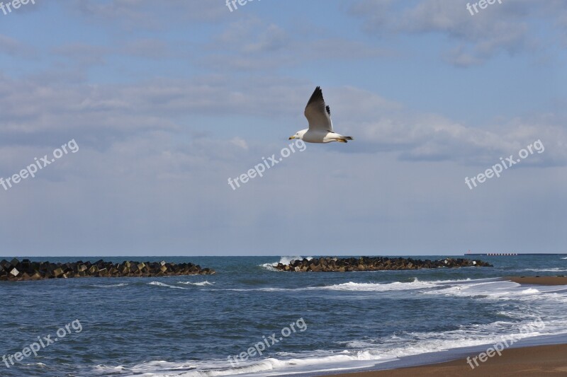 Animal Sky Cloud Sea Beach