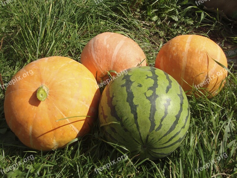 Food Pumpkin Watermelon Harvest Nutrition