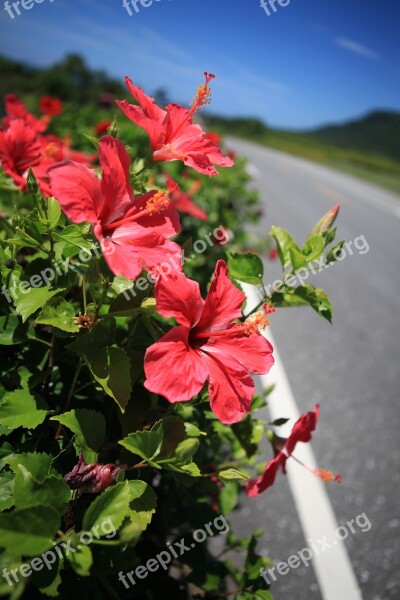 Taiwan The East Coast Road Blue Sky Flowers