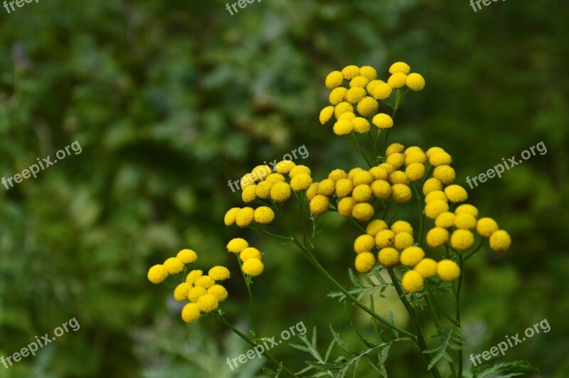 Flower Plant Garden Plants A Garden Plant