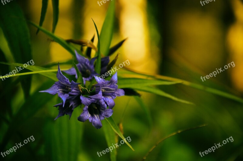 Flower Plant A Garden Plant Violet Free Photos