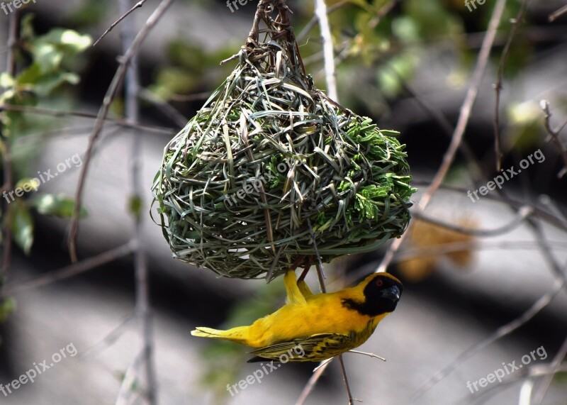 Social Masked Weaver Bird African Nest Building Yellow