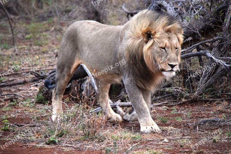 Wild Prowl Lion African Face-on