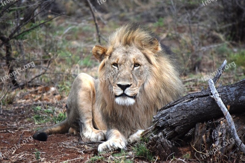 Lion African Face-on Safari Animal