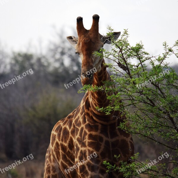 Giraffe Africa Solo Wildlife Animal