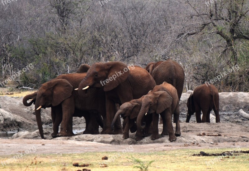 African Elephants Waterhole Brown Skin Family