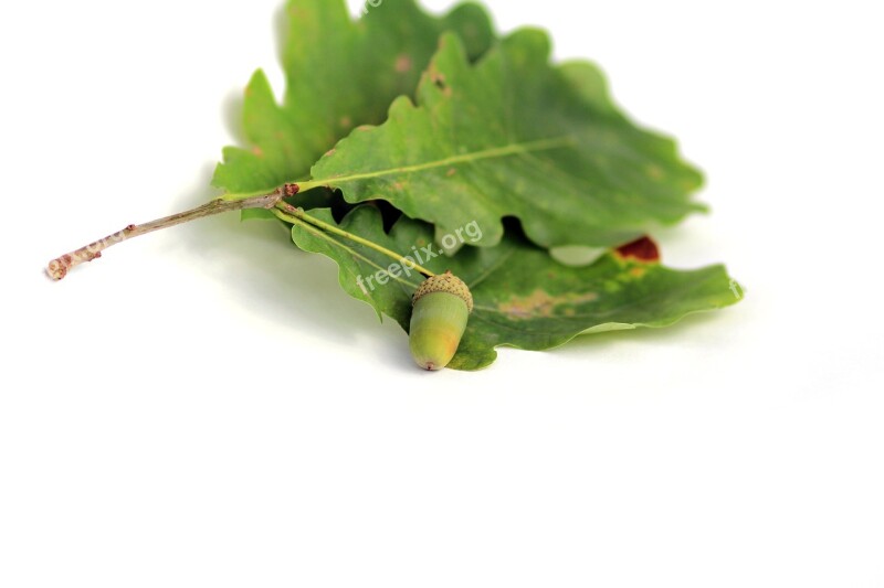 Acorn Oak Plant Sheet Walnut