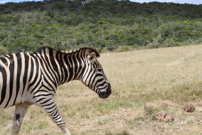 Zebra African Mammal Wild Animal