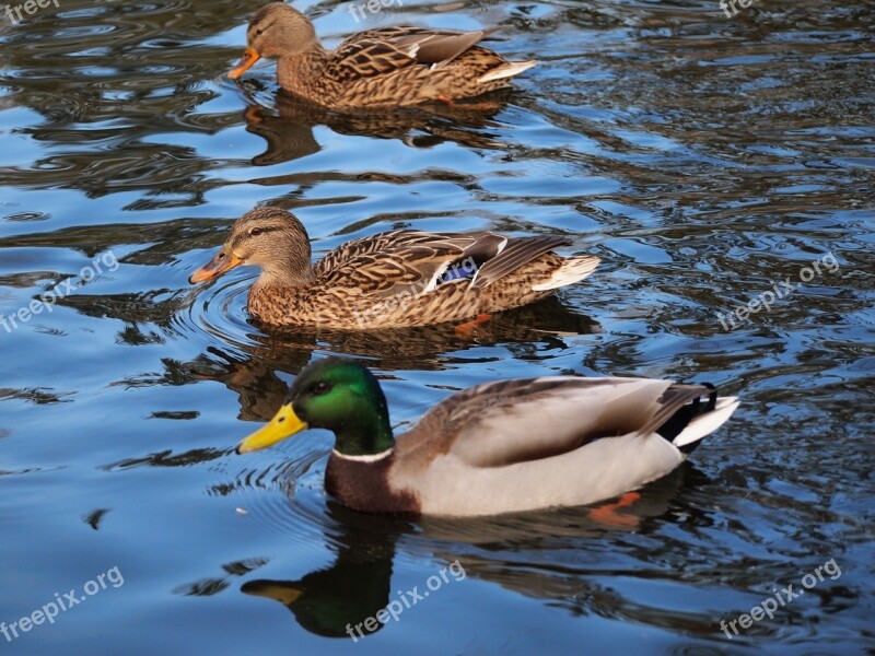 Ducks Nature Wild Birds Free Photos