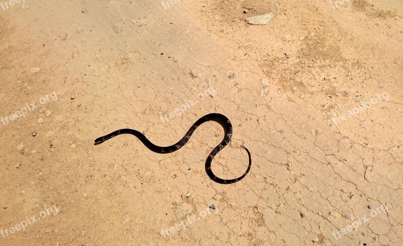 Amur Ratsnake Snake Shrenk Snake Elaphe Schrenckii Runner