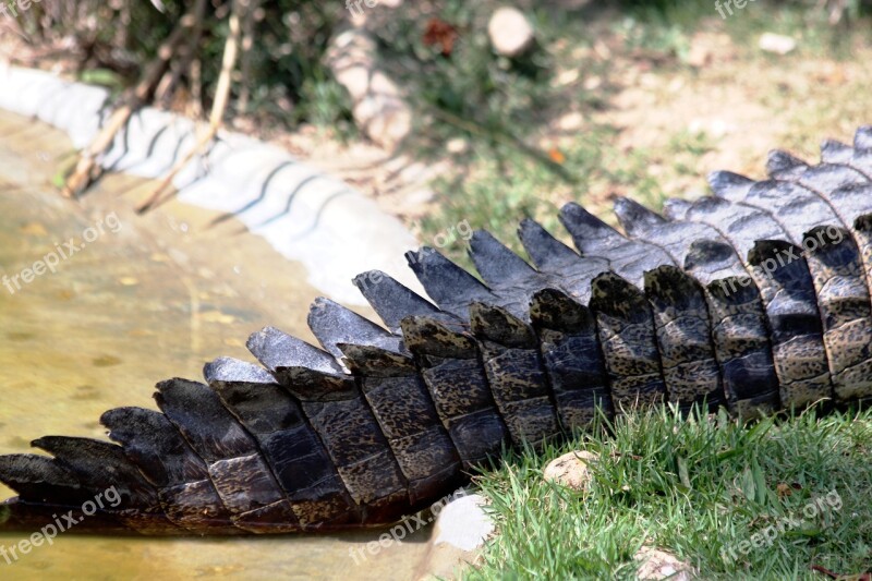 Crocodile Tail Ostrorylyj Crocodile Crocodylus Acutus Crocodile Reptile