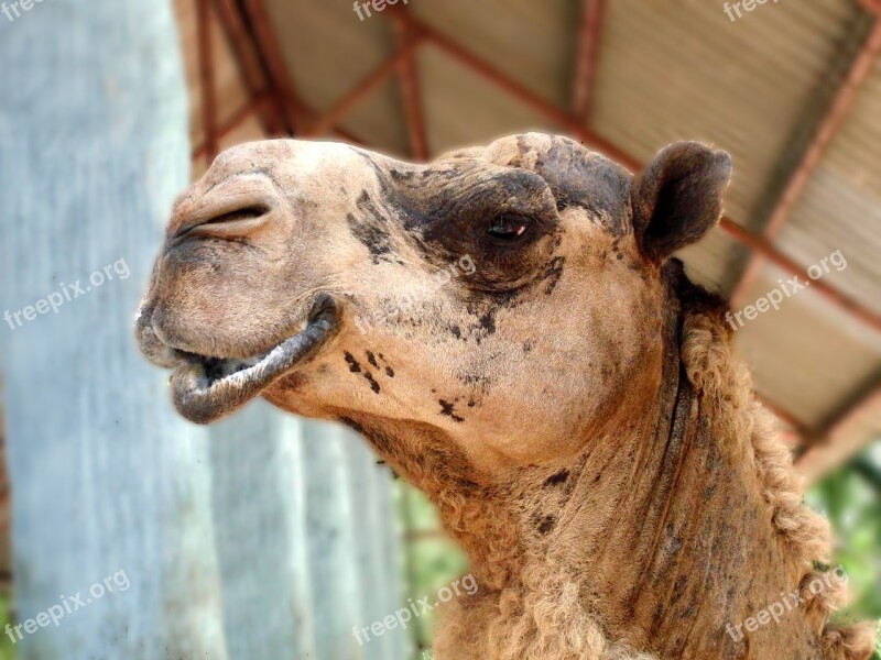 Dromedary Dromedar Arabian Camelus Dromedarius Mozolenogoe Animal