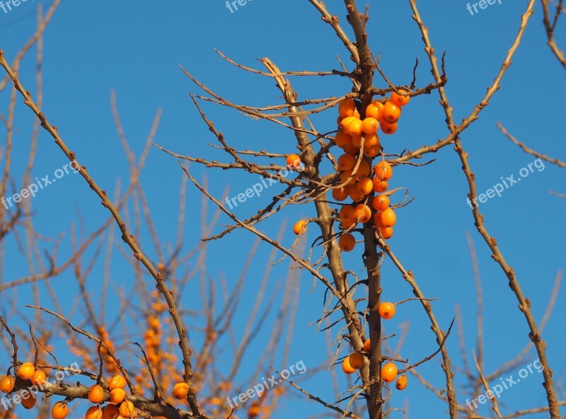 Orange Berries Blue Sky Berries In Winter Orange Blue