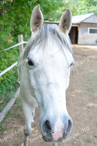 Horse White Horse Farm Country Animal