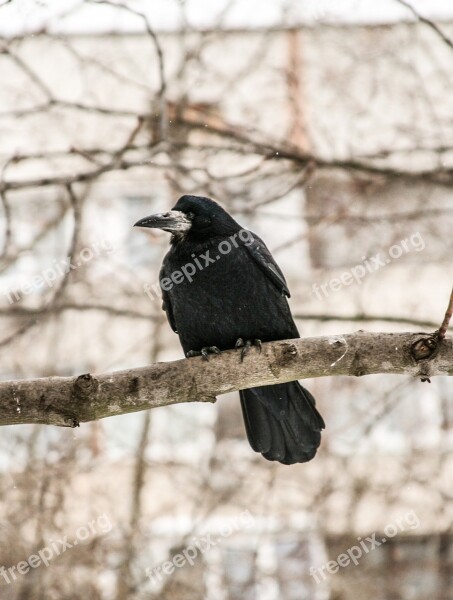 Raven Bird Winter Living Nature Black