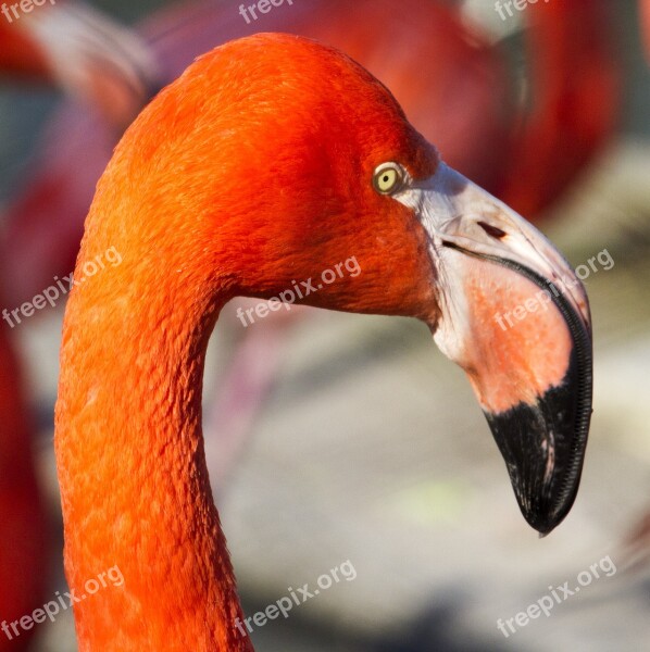 Flamingo Zoo Orange Bird Africa