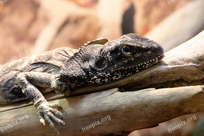 Frilled Lizard Reptile Chlamydosaurus Kingii Lizard Lies