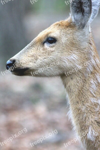 Spotted Deer Doe Cervus Nippon Head Animal