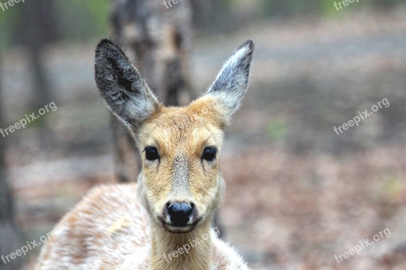 Spotted Deer Doe Cervus Nippon Head Animal