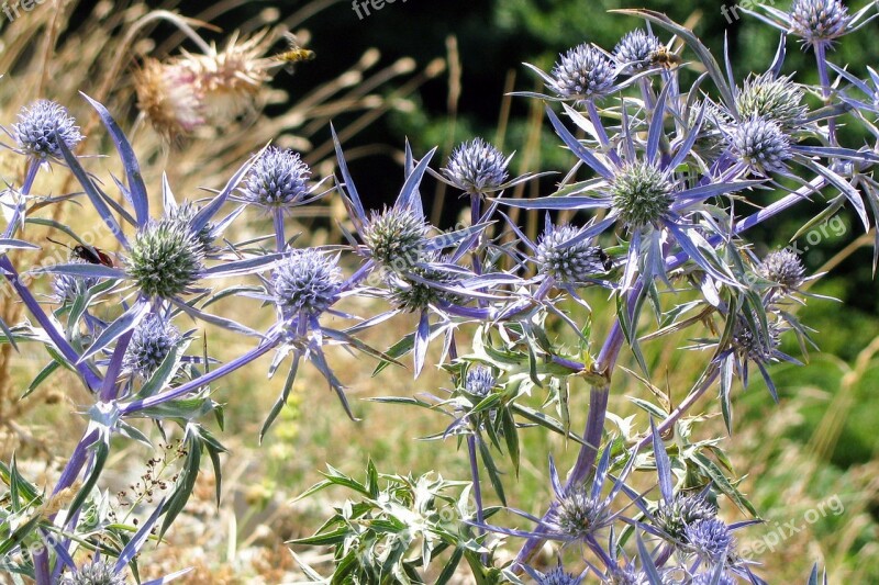 Eryngium Amethystinum Rural Plant Herbaceous Wild Plant Star Flower