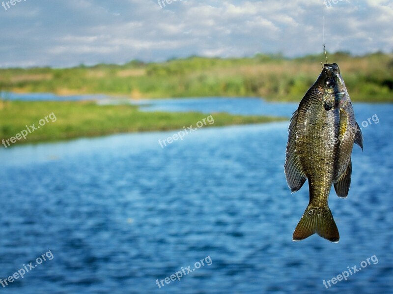 Fishing Brim Fish Lake River