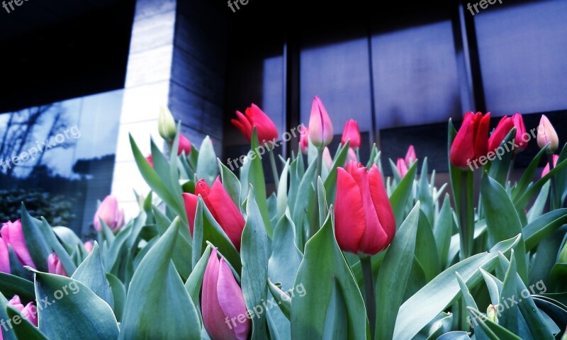 Tulip Red Flowers Spring Free Photos