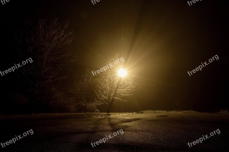 Fog Tree Landscape Mist Nature