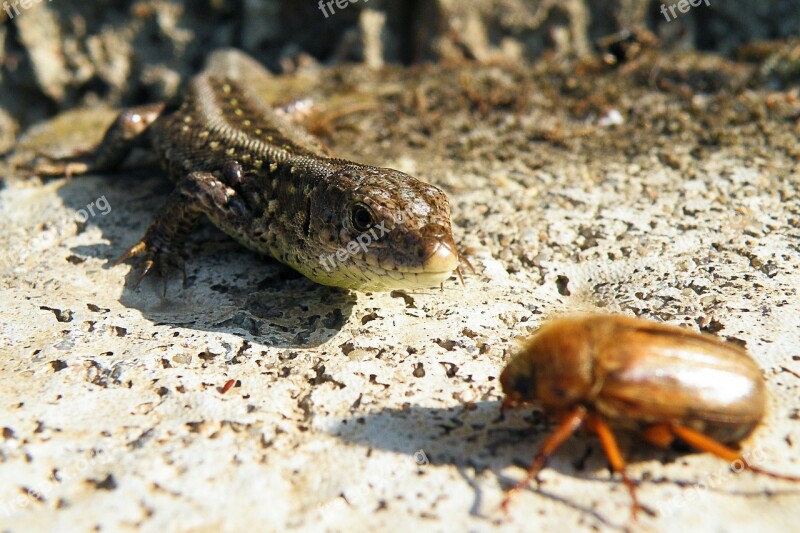 Lizard Sand Lizard Maikäfer Chafer Reptile