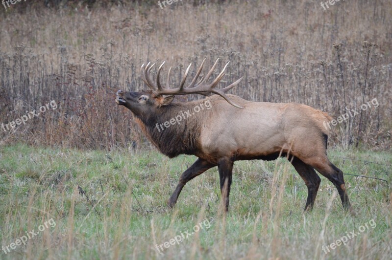 Elk Nc Majestic Buck Cataloochee