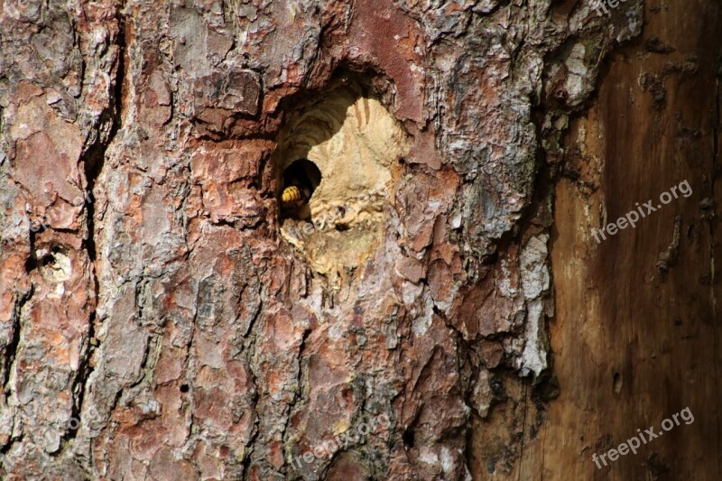 Wasps On The Tree Hollow Nest Nature The Living Community Approach