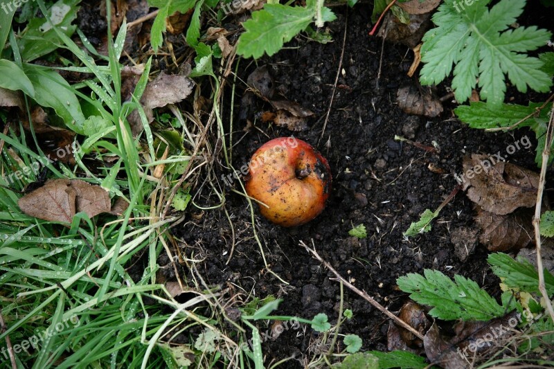 Autumn Windfall Apple Compost Free Photos