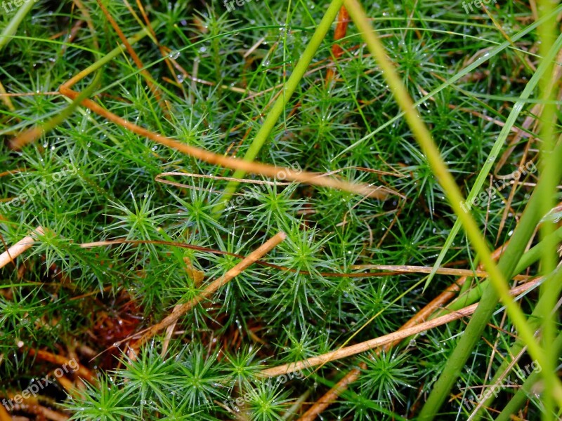 Star Moss Moss Grass Dew Rain