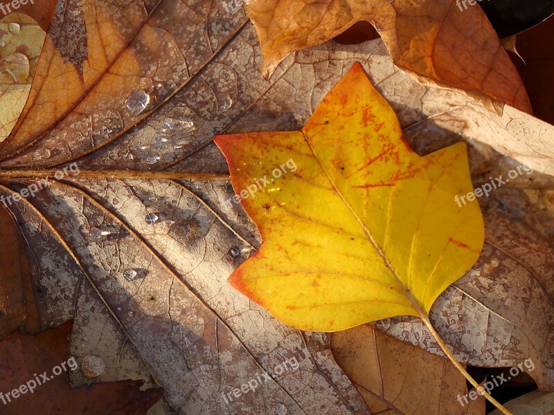 Leaf Drop Of Water Nature Water Wet