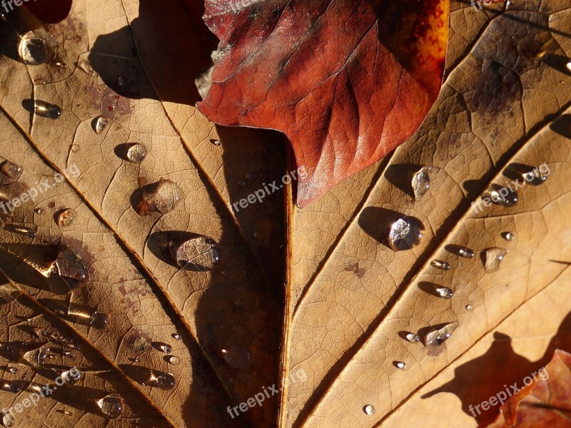 Leaf Drop Of Water Nature Water Wet