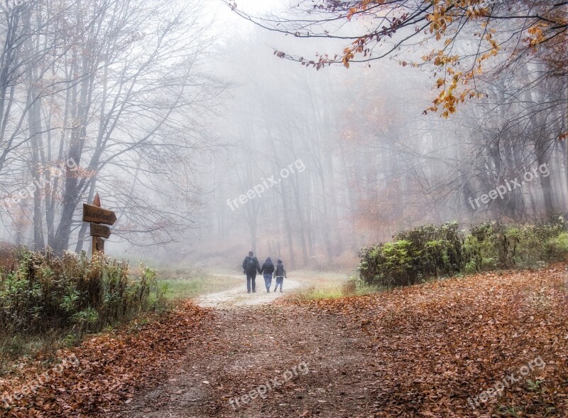 Fog Forest Trees Nature Landscape