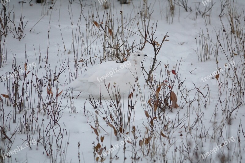 Ptarmigan Arctic Snow Camouflage Free Photos