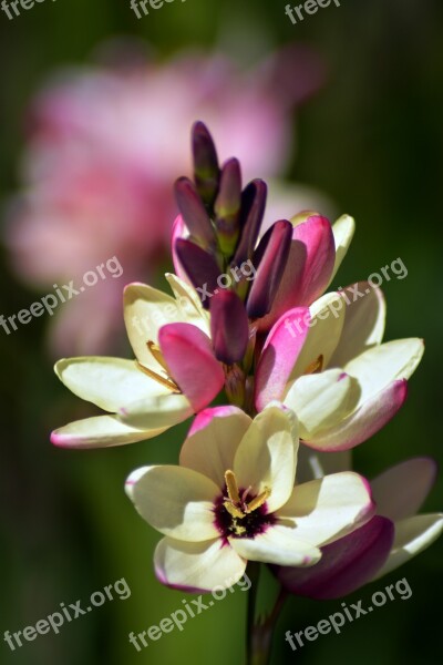 Ixia Cream Magenta Flower Plant