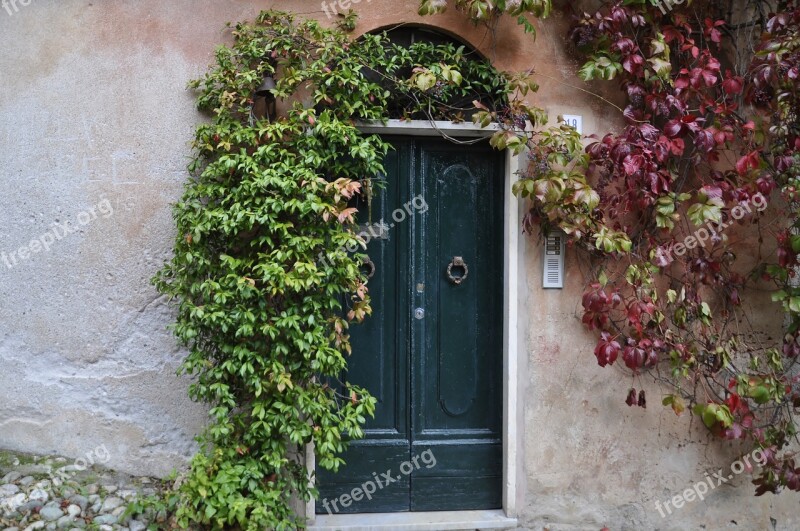 Door Ivy Creeper Old Plant