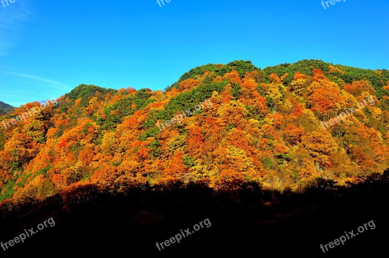 Autumn Autumn Leaves Colorful Nature In Autumn