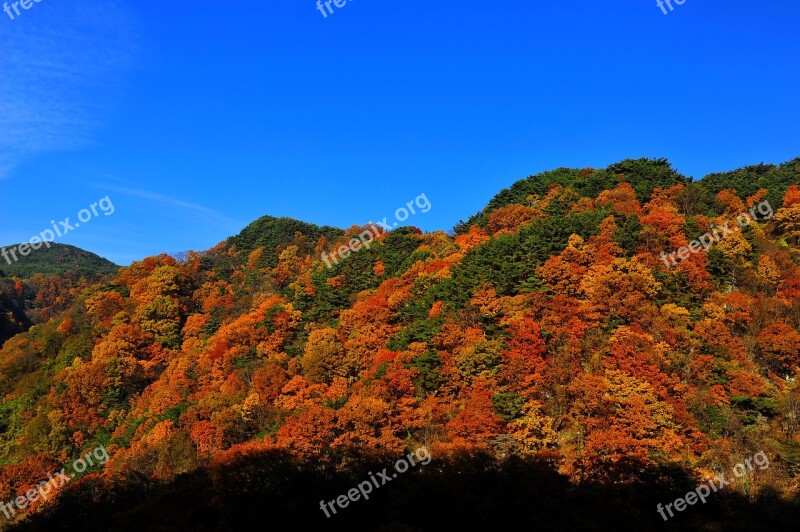 Autumn Gaeulsan Autumn Leaves In Autumn Autumn Sky