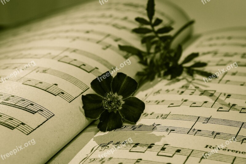 Musical Note Rose A Withered Rose Warm Vintage Wilted